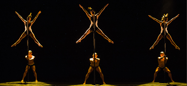 Momix - Opus Cactus Momix - Opus Cactus